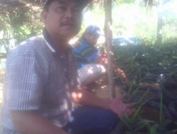 Budidaya Jahe, Suyanto Bakal Raup Rp. 450 Juta