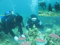 2.000 Bibit Karang di Karamkan di Laut Pasitoddo Kolut