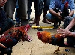 Tiga Lokasi Judi Sabung Ayam Di Grebek Polisi