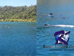 Puluhan Ikan Lumba-Lumba Masuk Diteluk Labondala Kolut