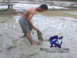 Akibat banjir Puluhan HA sawah di Kolut Gagal Panen