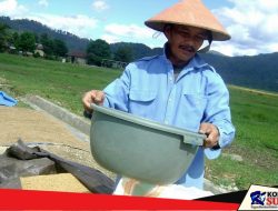 Hebat! Produksi Padi di Desa Andowengga Capai Hingga 9 Ton Perhektar