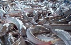 Hasil Budidaya Lele nya Melimpah, Liat Apa Yang Dilakukan Pria Ini Selanjutnya