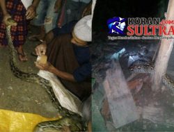 Masuk ke Perkampungan, Ular  Piton Berukuran Besar ini Bikin “Heboh”