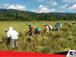 Wujudkan Swasembada Pangan, Babinsa di Koltim Dampingi Petani