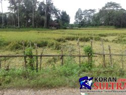 Banjir Rendam Sawah di Unaaha, 70 Persen Terancam Puso