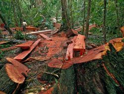 Illegal Logging Rambah Hutan Lindung di Kolut