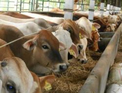 Pengadaan Sapi Senilai Rp 5 Milyar Diduga Diselewengkan