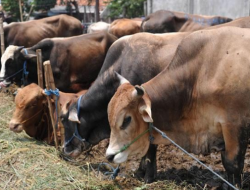 Pemerintah Kolut Kurban 306 sapi dan kambing