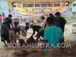 Polres Kolaka Qurban 10 Ekor Sapi