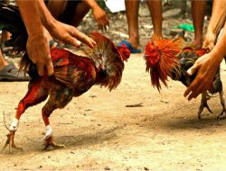 4 Tersangka Judi Sabung Ayam Diamankan Polisi Kolut