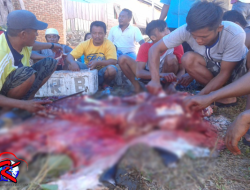 Tanggetada Kurban 11 ekor Sapi dan 3 ekor Kambing