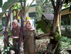 Unik, Pohon Pisang ini Berbuah di Tengah Batang