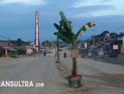 Protes Jalan Rusak, Warga Tanam Pohon Pisang di Poros Kota