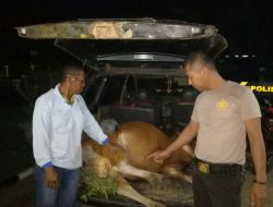 Polsek Watubangga Ringkus 4 Orang Curnak