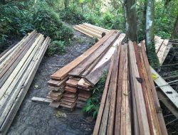 Pembalakan Liar Marak diDesa Tolala Kolut