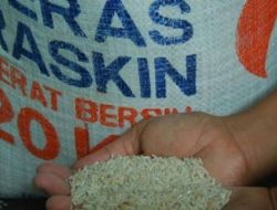 Penyaluran Raskin Didesa Dunggua Dinilai Tidak Layak Konsumsi, Kuning Dan Berbau Busuk