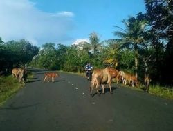 Penertiban Hewan Ternak di Muna “Terkendala” Perda Yang Belum Ditetapkan