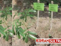 SMA Watubangga Kolaka Galakkan Program Sagusapota