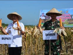Panen Jagung Perdana, Bupati Konsel Beri Apresiasi TNI