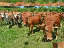 Pemdes Kampobalano Bakal Suplay 30 Ekor Sapi Ke Warga
