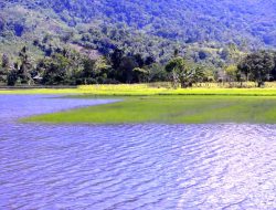 Terancam Gagal Panen, Puluhan Hektar Sawah di Mowewe Terendam Banjir
