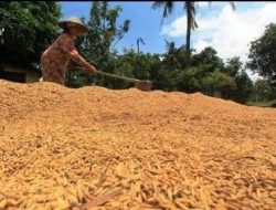 Bulog Konawe Bantah Isu Monopoli Harga Gabah