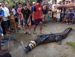 Heboh! Buaya 3 Meter Ditemukan Warga Kolut di Dipekarangan Rumah