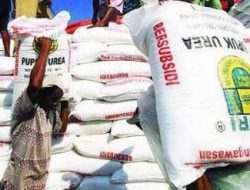 Pemkab Kolut Siapkan 2,8 juta Kilo Gram Pupuk untuk Petani Kakao