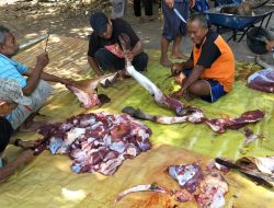 LDII Wakatobi Potong 48 Hewan Kurban untuk 100 Umat