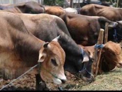 Hari Raya Qurban, PT. Antam Sumbang 73 ekor Sapi