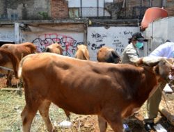 Diberi bantuan Ternak, Warga Tambea ucapkan Terimah Kasih pada Antam