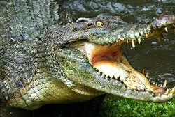 Nelayan Asal Muna Diduga Hilang Ditelan Buaya, Tim Lakukan Pencarian