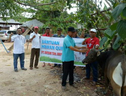 PT. Antam TBK UBPN Qurban 14 Ekor Sapi Untuk Masyarakat Miskin
