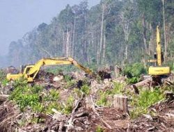 Rusak Kawasan Hutan, Kontraktor di Mubar di Polisikan
