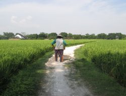 Proyek Pengerasan JUT Dinas Pertanian Kolut Diduga tidak Sesuai RAB