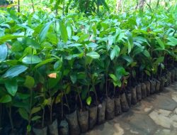 Kolut Terima 1,5 juta Benih Unggul Kakao dari Mentan