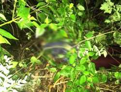 Mayat Perempuan Ditemukan di Semak-semak Kota Baubau