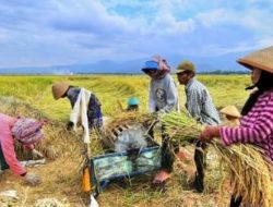 Sebelum Turun Sawah, Petani di Lalonggolosua Gelar Syukuran