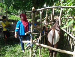 Dinas Perternakan Himbau, Waspada Penyakit Menular untuk Hewan Ternak