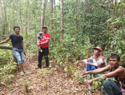 Desa Matombura 2019 Program Unggulan Jagung Kuning