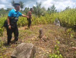 Dua Makam Raksasa Ditemukan di Muna