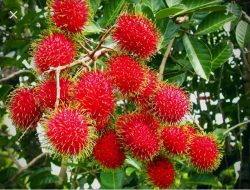 Di Desa Jati Bali Konsel, Bayar Rp10 Ribu Makan Rambutan Sepuasnya