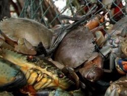 Harga Kepiting Bakau Tembus Rp80 ribu per kilogram , Investor Ramai-ramai ke Muna