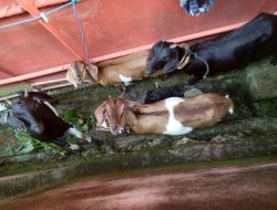 Pemda Muna Belum Sosialisasikan Perbup, Hewan Ternak Rugika Warga Lagi