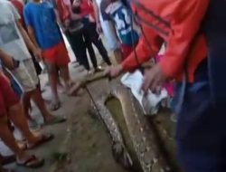 Ular Piton Sepanjang 7 Meter Lilit  Bocah di Muna