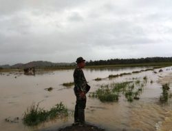 Ratusan Hektare Sawah di Koltim Terancam Gagal Panen