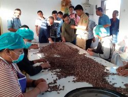 Pemkab Koltim Canangkan Ekspor Kakao ke Manca Negara