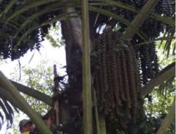 Kameko di Muna Dibuat jadi Bahan Bakar