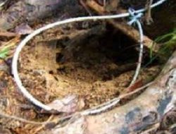 Seorang Pria di Kolut Diduga Tewas Tersengat Kawat Listrik Perangkap Babi